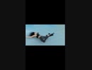 Wonyoung skydives and dies