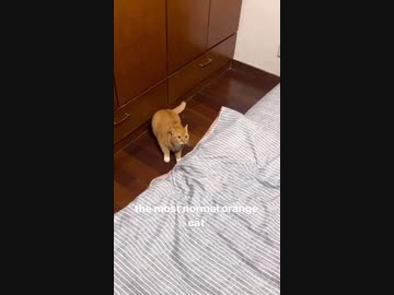 ホモと見る仕事から帰ってきた俺みたいな猫