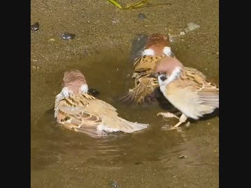 空気を読んだスズメの水浴び