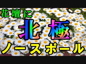 【ゆっくり解説】白い花弁はまるで氷河？　ノースポールを解説