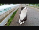 昼迄で雨が上がったので防波堤に行ってみたら伸び上がって撫でられにくる猫がいました