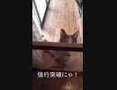 ここあの悪行part３～お外出たいの巻～