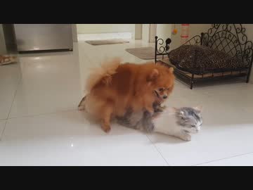 ポメラニアンｖｓ猫