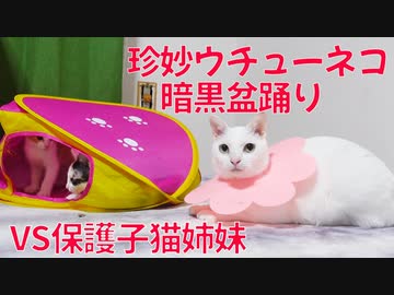 対決！ウチューネコ暗黒盆踊りvs保護子猫姉妹