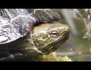 生き物のネタを探しに行くだけ