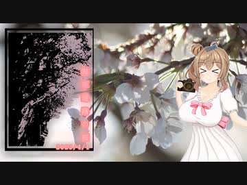 ささらのパシャ旅 004【2023/04/01 横浜市瀬谷区_海軍道路の桜】