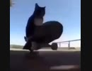 Around the Cat