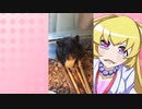ヒヨリちゃんのハムスターの日常。18
