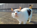 顔を見ると擦り寄ってくるハートマークの三毛猫ちゃんと漁港を散歩する