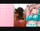 クリスのハムスターの日常。18