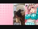 クリスのハムスターの日常。19