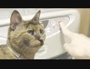 ファンヒーターのスイッチが入るのを待ち焦がれてる猫