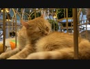 May 2022 Cat cafe MOCHA Tokyo Japan日本　東京　猫カフェ　モカ※店員さんに許可を得て撮影、投稿※フラッシュ撮影はしておりません