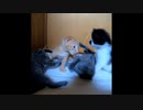 【紹介動画】みなさん「いいね」おねがいします(^.^)