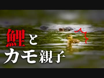 0611C①【カルガモ親子と鯉】母の反応。親なし子ガモは迷子？ケガしたセキレイ。モズVSスズメ　#カモ親子　#野鳥撮影 　#身近な生き物語