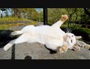階段の上でゴロンゴロン転がる野良猫