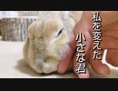 30代、HSP、パート主婦。でも大切な家族ができてから休日が寂しくなくなった【保護うさぎ】