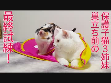 保護子猫姉妹、家猫修行の最終試練に挑む