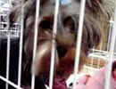 犬