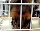 犬