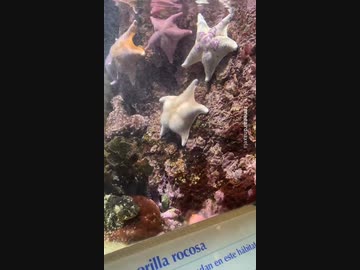 ホモと見るケツみたいなヒトデ