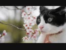 玄関開けたら最期のにゃんこ
