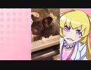 ヒヨリちゃんのハムスターの日常。19