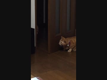 ホモと見る待ち伏せ猫