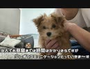 【三毛猫】モカちん新たな家族。