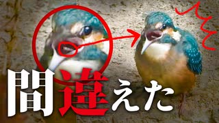 捕食の練習カワセミの子供【野鳥撮影】 #カワセミ　#青い鳥　#身近な生き物語