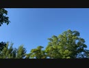 Aug.2022 蝉の声