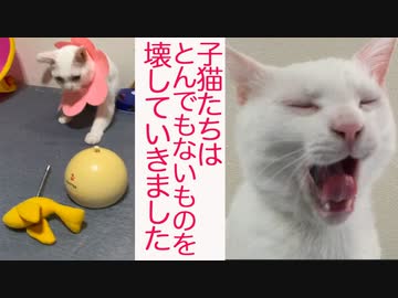 子猫(やつ)らはとんでもないものを壊していきました