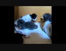 【いいとこどり】子猫の赤ちゃんはこんな感じで初めて歩くんだね