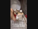 【 #フクロモモンガ 】食べ物の好き嫌い！ #おはモモンガ #蜜袋鼯 #슈가글라이더 #フクモモ #sugerglider #モモンガ #shorts