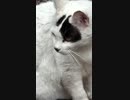 猫を撮影した