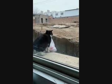 ホモと見る大きな戦利品を持ち帰ろうとしたネコ