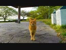 野鳥小屋から移住してきた?!仲良し猫コンビ