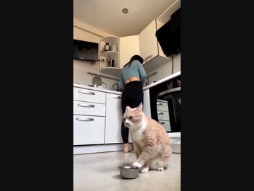 ホモと見る催促しまくる猫