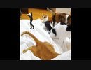 【猫とダンス】主役は猫ではなく、妖精？