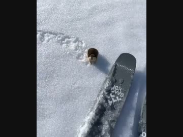 ホモと見るスキーしてる人にブチギレるリス公