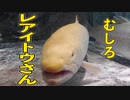 3歩目【ちょいみちくさたび】水族館を大冒険！後編【ちょい北の方から】