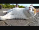 公園でモフられにきた猫と一緒に東屋まで歩いて行った