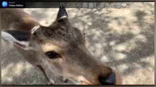 ヤスと鹿