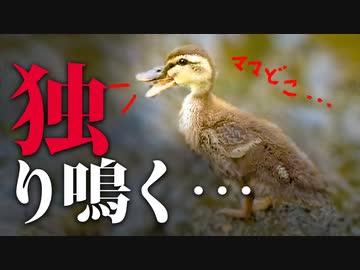 0611C②【ヒナ置き去り】独り迷子が母カモを呼ぶ鳴き声…8雛の親子鴨に異常事態　#カルガモ親子　#野鳥観察 　#身近な生き物語