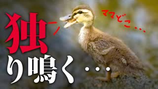 0611C②【ヒナ置き去り】独り迷子が母カモを呼ぶ鳴き声…8雛の親子鴨に異常事態　#カルガモ親子　#野鳥観察 　#身近な生き物語