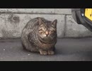 ぶらり散歩　#94　2023/4/20