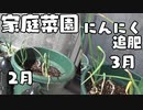 ベランダ家庭菜園を始めよう にんにく 2月・3月追肥編