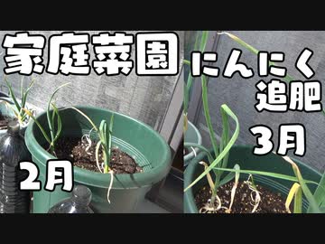 ベランダ家庭菜園を始めよう にんにく 2月・3月追肥編