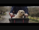 Lewis Capaldi - Wish You The Best