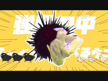 強風の中キャベツを食べるウニ